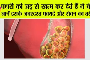 Papaya Seed Benefits For Stone: पथरी को जड़ से खत्म कर देते हैं ये बीज, जानें इसके जबरदस्त फायदे और सेवन का तरीका