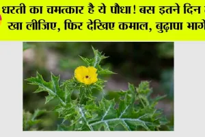 Satyanashi Plant Benefits: धरती का चमत्कार है ये पौधा! बस इतने दिन तक खा लीजिए, फिर देखिए कमाल…