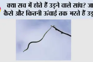 Snakes News: क्या सच में होते हैं उड़ने वाले सांप? जानें कैसे और कितनी ऊंचाई तक भरते हैं उड़ान