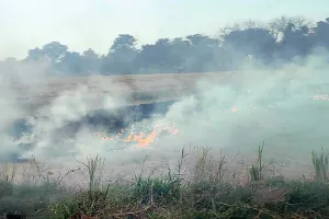 लापरवाही: संगरूर में पराली जलाने के मामलों में वृद्धि, 24 घंटे में 63 स्थानों पर लगी आग