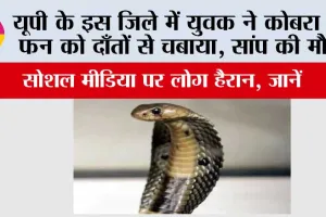 UP Snake News: यूपी के इस जिले में युवक ने कोबरा के फन को दाँतों से चबाया, सांप की मौत, सोशल मीडिया पर लोग हैरान, जानें