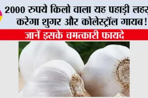 Use Of Kashmiri Garlic: 2000 रुपये किलो वाला यह पहाड़ी लहसुन करेगा शुगर और कोलेस्ट्रॉल गायब! जानें इसके चमत्कारी फायदे