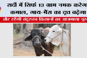 Winter Cow Buffaloes Care: सर्दी में सिर्फ 13 ग्राम नमक करेगा कमाल, गाय-भैंस का दूध बढ़ेगा, किसानों का आजमाया नुस्खा