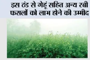 Agriculture News: इस ठंड से गेहूं सहित अन्य रबी फसलों को लाभ होने की उम्मीद