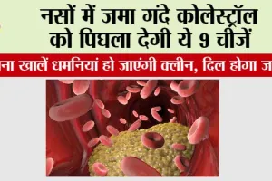 Bad Cholesterol: नसों में जमा गंदे कोलेस्ट्रॉल को पिघला देगी ये 9 चीजें, रोजाना खालें धमनियां हो जाएंगी क्लीन, दिल होगा जवान