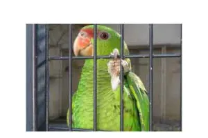 Parrot Story: जैसा संग वैसा रंग