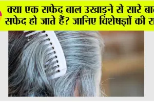 White Hair: क्या एक सफेद बाल उखाड़ने से सारे बाल सफेद हो जाते हैं? जानिए विशेषज्ञों की राय