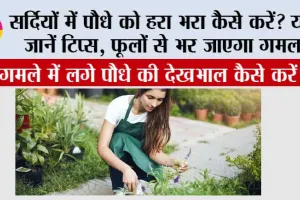 Winter Gardening Tips: सर्दियों में पौधे को हरा भरा कैसे करें? यहां जानें टिप्स, फूलों से भर जाएगा गमला