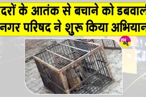 Monkey-catching campaign: डबवाली में बंदरों के बढ़ते आतंक को देखते हुए नगर परिषद ने शुरू किया ये अभियान