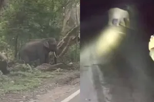 कलेसर राष्ट्रीय उद्यान से सटे इलाकों में हाथियों का खतरा बढ़ा, दहशत में किसान