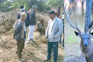 साँभर हिरन के सींग काटने के मामले में नामजद सहित आधा दर्जन पर एफआईआर