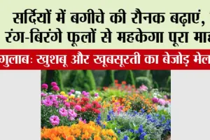 Gardening Tips: सर्दियों में बगीचे की रौनक बढ़ाएं, इन रंग-बिरंगे फूलों से महकेगा पूरा माहौल