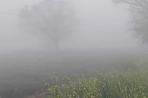 Rajasthan Weather Update: छाया घना कोहरा, अब पश्चिमी विक्षोभ की आहट, मावठ के आसार