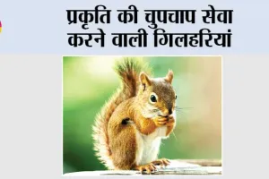 Lucky Animal Squirrel: प्रकृति की चुपचाप सेवा करने वाली गिलहरियां