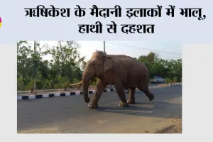 ऋषिकेश के मैदानी इलाकों में भालू, हाथी से दहशत