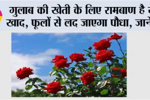 Rose Plant Care Tips: गुलाब की खेती के लिए रामबाण है ये खाद, फूलों से लद जाएगा पौधा, जानें…