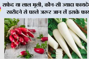 White And Red Mooli Ke Fayde: सफेद या लाल मूली, कौन-सी ज्यादा फायदेमंद? खरीदने से पहले जरूर जान लें इसके फायदे