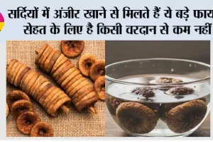 Winter Anjeer Benefits: सर्दियों में अंजीर खाने से मिलते हैं ये बड़े फायदे, सेहत के लिए है किसी वरदान से कम नहीं