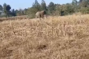 Bokaro Elephant Attack: हाथियों ने अचानक कर डाला एक ही परिवार पर हमला, तीन की मौत पर क्षेत्र में भय व शोक व्याप्त