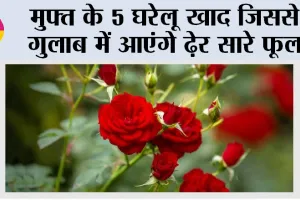 Growing Roses: मुफ्त के 5 घरेलू खाद जिससे गुलाब में आएंगे ढेर सारे फूल