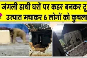 Hazaribagh Elephant Attack: जंगली हाथियों ने मचाया कोहराम, 6 की मौत, 4 एक ही परिवार के