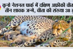 कूनो नेशनल पार्क में दक्षिण अफ्रीकी चीता ने तीन शावक जन्मे, चीता की संख्या 38 हुई