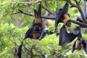 Bangladesh Nipah Virus: बांग्लादेश में निपाह वायरस! महिला की मौत से हड़कंप, एशियाई देश हुए सतर्क