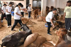 यूथ वीरांगनाओं की पहल! गौसेवा कर दिया करुणा और सेवा का संदेश