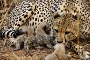 Kuno National Park: ‘ज्वाला’ ने दिया पांच बच्चों को जन्म! संख्या 53 हुई!