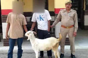 Kairana Goat Theft Case: मन्नामाजरा से दस दिन पूर्व चोरी बकरा बरामद, दो आरोपी दबोचे