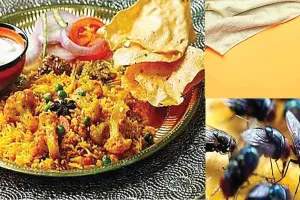Kitchen Care: छोटी-छोटी मक्खियों को किचन से कैसे रखें दूर?