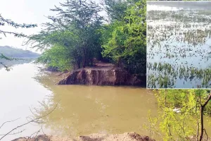 डूमवाली के पास लसाड़ा ड्रेन में 50 फुट दरार, सैकड़ों एकड़ गेहूं की फसल पानी में डूबी