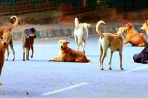 Stray Dog ​​Attack: कुत्ते ने साढ़े 4 वर्षीय बच्चे को बुरी तरह से नोंचा, पांव पर गंभीर जख्म