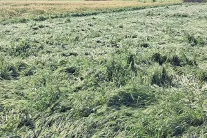 बेमौसम आंधी-बारिश से गेंहू व सरसों की फसल गिरी, पेड़ टूटे
