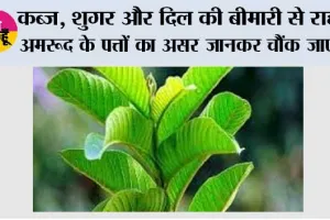 Benefits of Guava: कब्ज, शुगर और दिल की बीमारी से राहत—अमरूद के पत्तों का असर जानकर चौंक जाएंगे