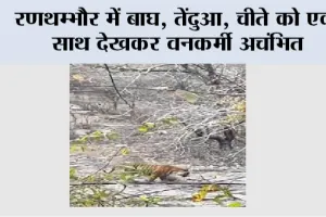 रणथम्भौर में बाघ, तेंदुआ, चीते को एक साथ देखकर वनकर्मी अचंभित