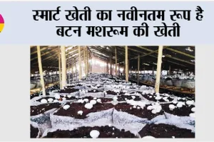 Smart Farming: स्मार्ट खेती का नवीनतम रूप है बटन मशरूम की खेती