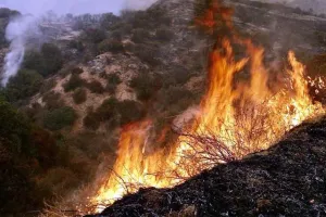 Northern Japan Wildfires: जापान के जंगलों में तेजी से फैल रही आग, काबू पाना हो रहा काफी मुश्किल