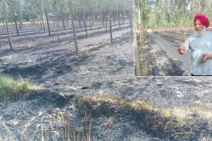 Crops and Trees Burned: हाईटेंशन तारों की चिंगारी से खेत में आग, साढ़े 3 एकड़ गेहूं की फसल और 1100 पोपलर पेड़ जले