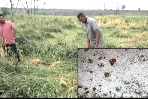 Punjab Weather News: मौसम विभाग के रेड अलर्ट के बीच पंजाब में भारी ओलावृष्टि, किसान चिंतित