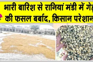 Sirsa Rains: रानियां मंडी हुई पानी-पानी! बारिश से 60-70 प्रतिशत तक फसल बर्बाद, खरीद ठप