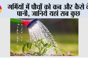 Summer Plant Tips: गर्मियों में पौधों को कब और कैसे दें पानी, जानिये यहां सब कुछ