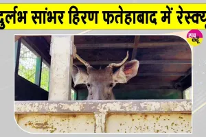 Rescue Sambar Deer: फतेहाबाद में दुर्लभ सांभर हिरण का रेस्क्यू