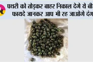 पथरी को तोड़कर बाहर निकाल देगे ये बीज, फायदे जानकर आप भी रह जाओगे दंग