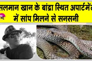 Snake News: सलमान खान के गैलेक्सी अपार्टमेंट में 'घोड़ा पछाड़' सांप मिलने से मचा हड़कंप