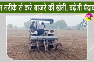 Pearl Millet Farming: मानसून में करें बाजरे की वैज्ञानिक खेती, आइये जानते हैं कैसे? किसानों को मिलेगा अधिक लाभ,बढ़ेगी पैदावार