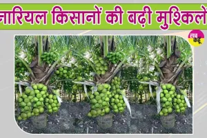 Agriculture News: नारियल किसानों पर मंडराया संकट, मजदूरों की कमी से खेती की लागत बढ़ी