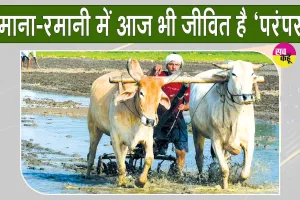Farming with Bullocks: हरियाणा के पूंडरी के किसान शीशपाल बैलों से खेती कर बचा रहे परंपरा