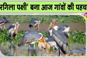 Man Ki Baat with Modi:: जिस पक्षी को कभी अशुभ माना गया, आज पीएम मोदी ने मन की बात में क्यों किया उसका जिक्र?