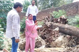 सीएम फ्लाइंग की जांच में खुलासा, रोडवेज वर्कशॉप में काटे 86 पेड़